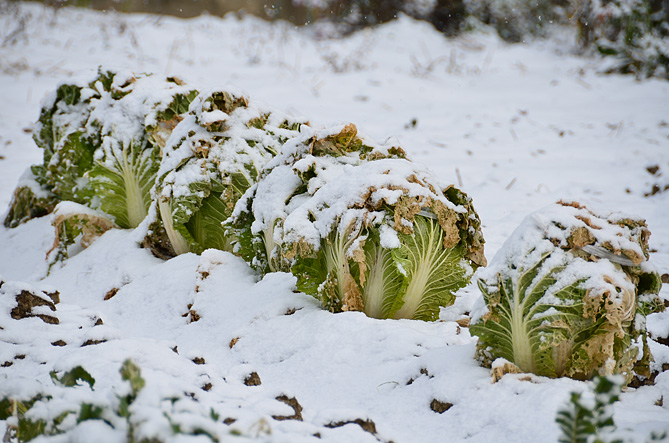 雪をかぶった白菜